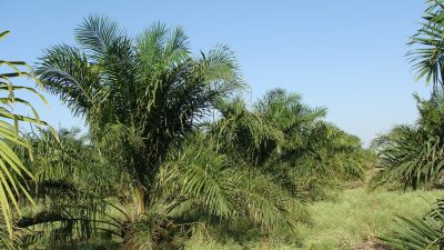 huile-palme